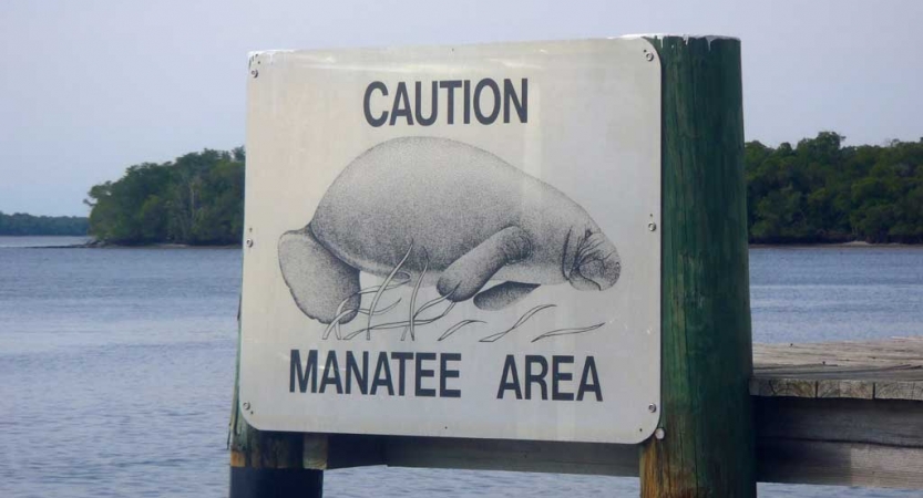In front of a body of water, a sign reads "Caution Manatee Area" and has a picture of a manatee. 